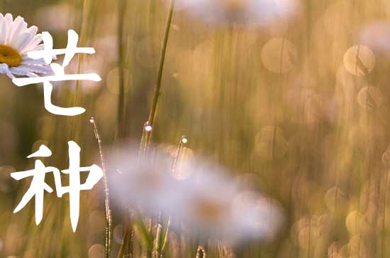 2023年芒种是几月几号几点几分 今年什么时候芒种节气