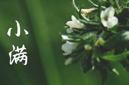 2023小满过后种花生晚了吗 小满过后种什么菜合适