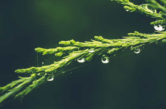 谷雨问候祝福语文案 谷雨问候祝福语句子