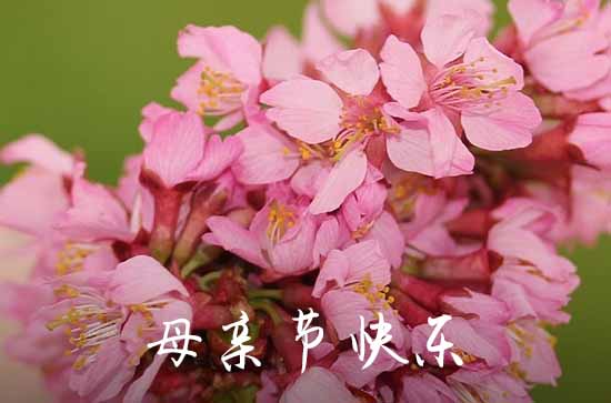 2023年母亲节是哪一天 2023年母亲节在什么时候