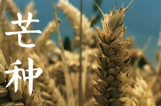 今年几号芒种,2023芒种是哪一天什么时间