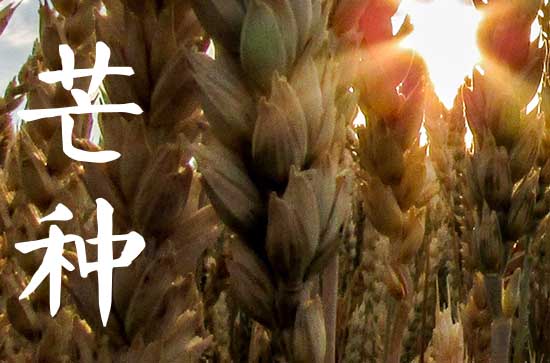 今年芒种是几月几日2023