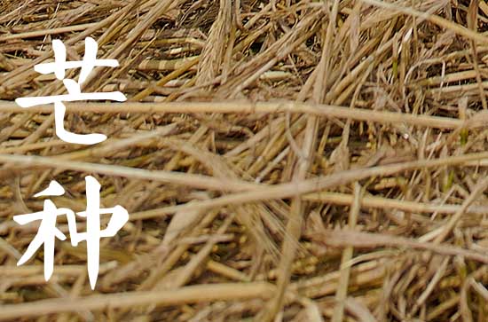 今年芒种是什么时间几点交节