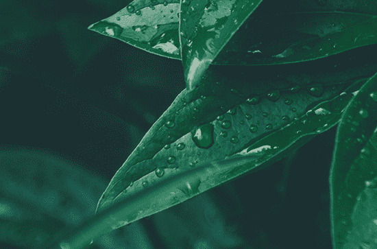 谷雨节气走心祝福句子