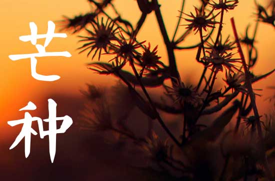 今年几月几日芒种2023