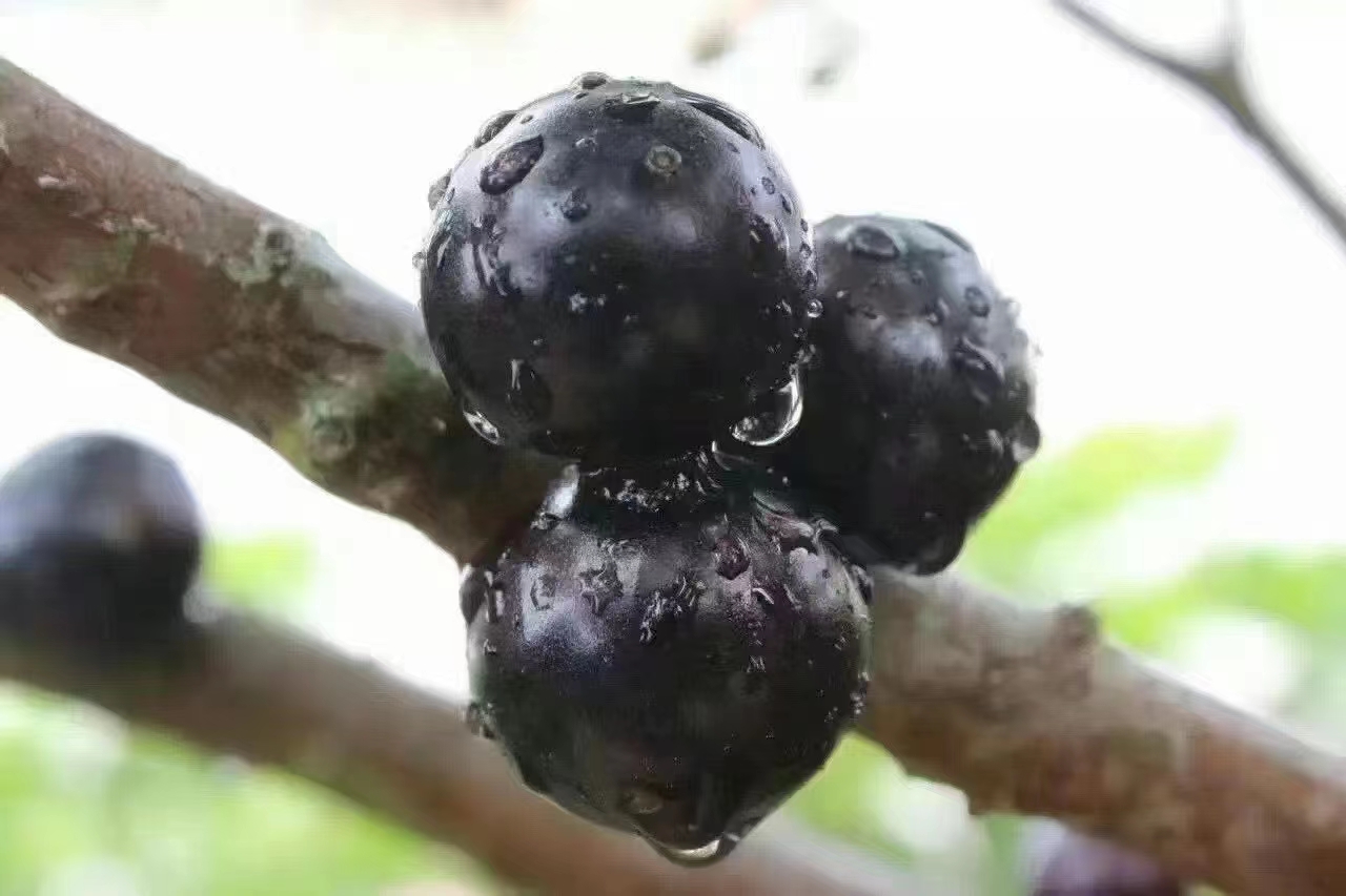 蓝莓12mm和14mm是什么意思 蓝莓12mm和14mm相差多少