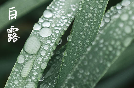 白露节气要下雨吗