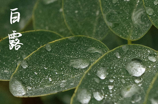 白露节气有多少天 白露是什么意思呢