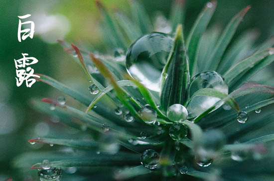 白露是什么季节 白露一夜凉一夜是什么意思