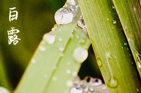 白露节气发朋友圈的文案