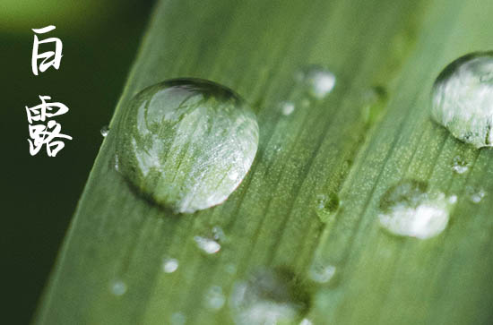 白露节气天气特点