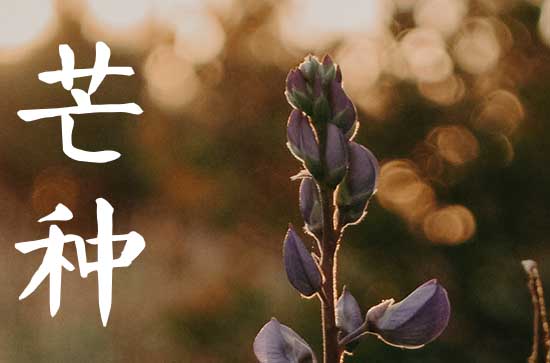 今年芒种是几月几日几点,2023年芒种是几月几号